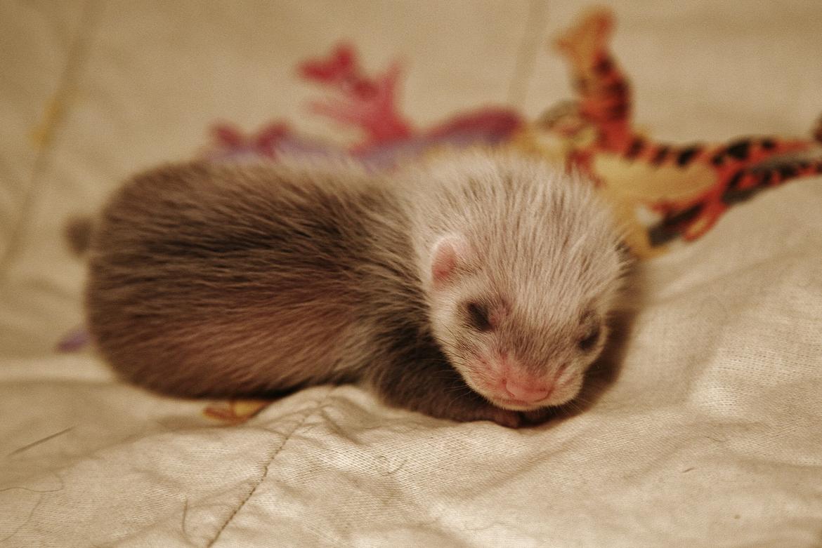 Ilder | Lyon Ferretry's Maserati Chassis billede 7