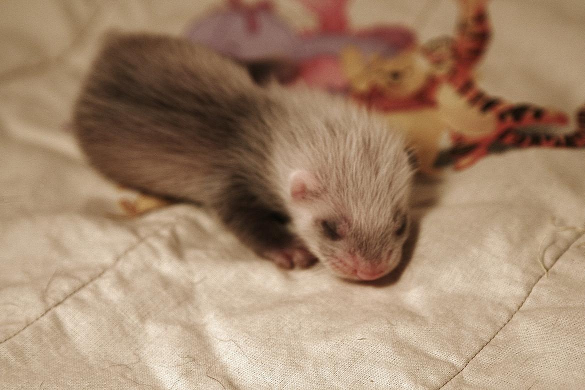 Ilder | Lyon Ferretry's Maserati Chassis billede 4