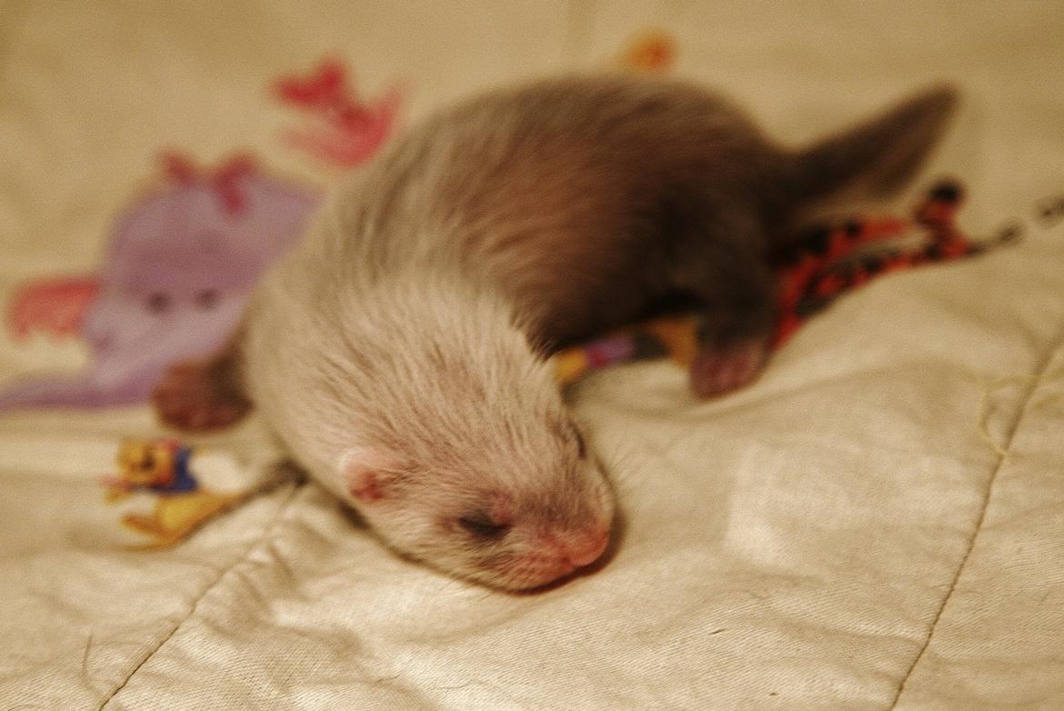 Ilder | Lyon Ferretry's Maserati Chassis billede 9