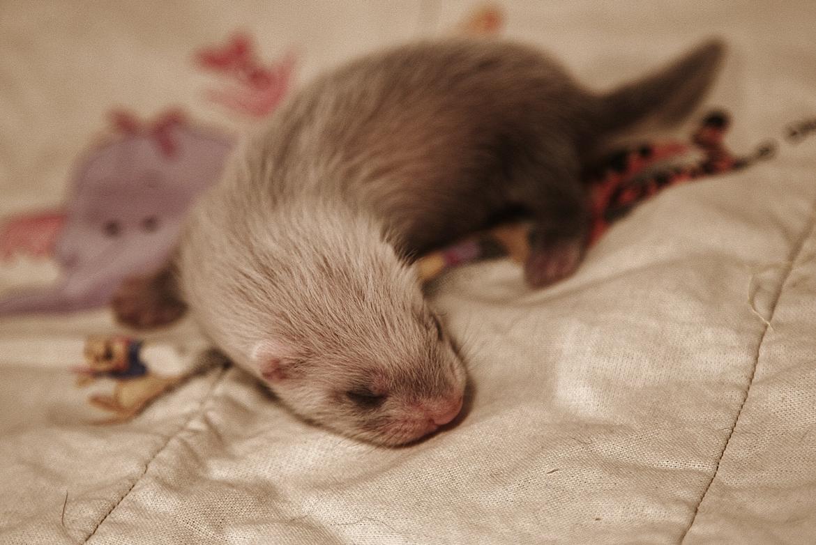 Ilder | Lyon Ferretry's Maserati Chassis billede 10