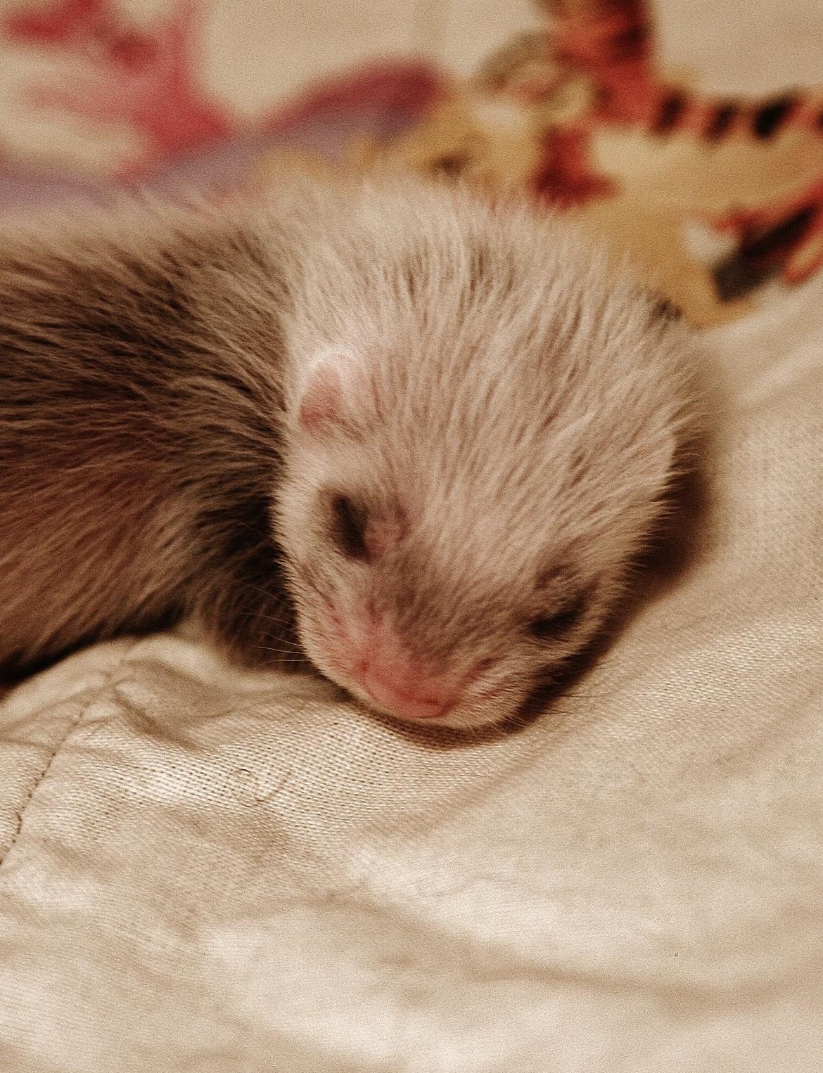 Ilder | Lyon Ferretry's Maserati Chassis billede 8