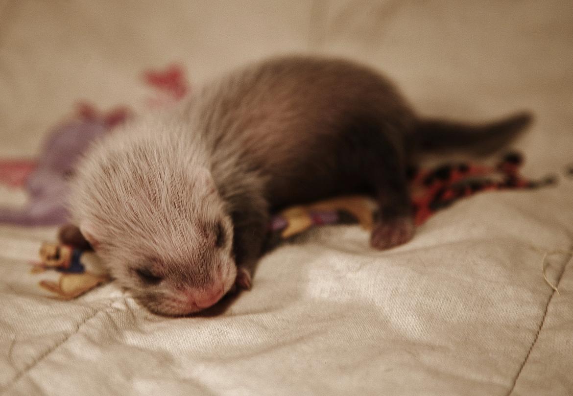 Ilder | Lyon Ferretry's Maserati Chassis billede 11