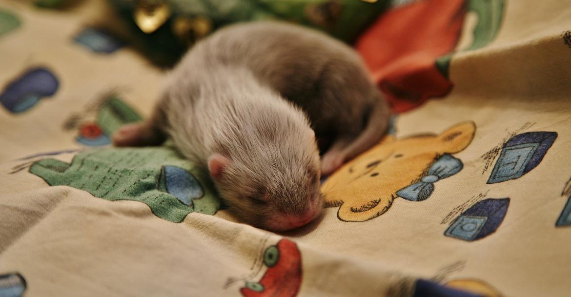 Ilder | Lyon Ferretry's Maserati Chassis billede 12