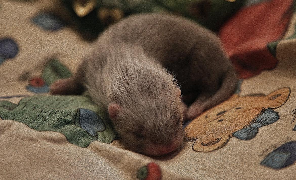 Ilder | Lyon Ferretry's Maserati Chassis billede 13