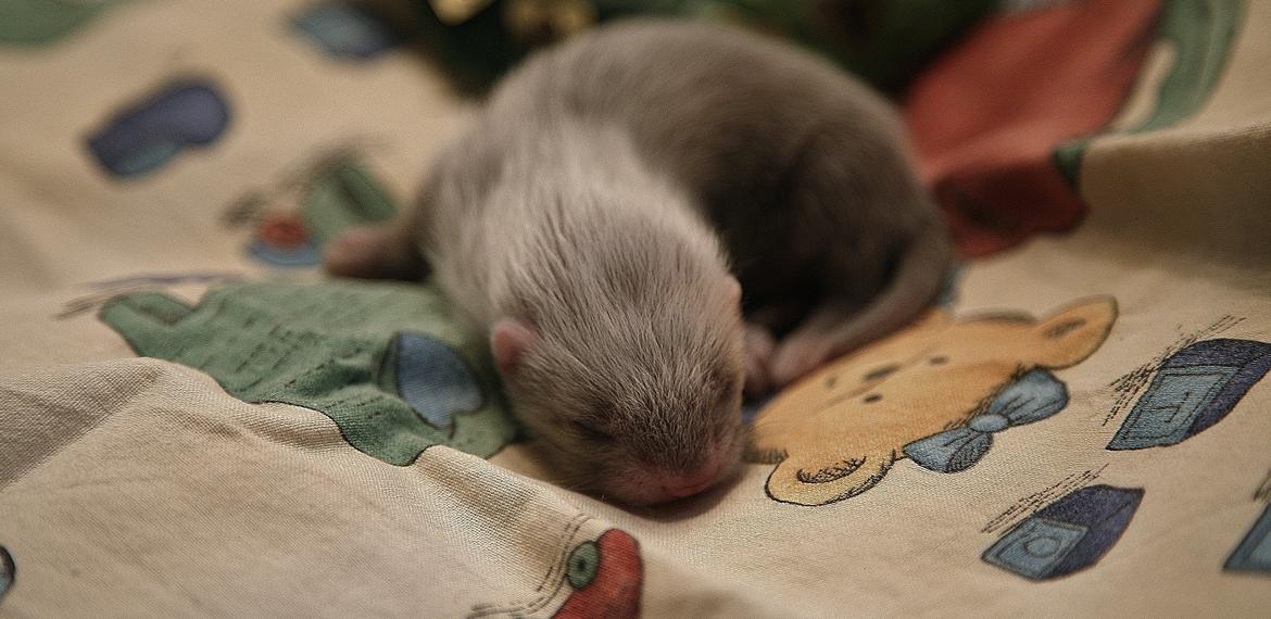 Ilder | Lyon Ferretry's Maserati Chassis billede 14