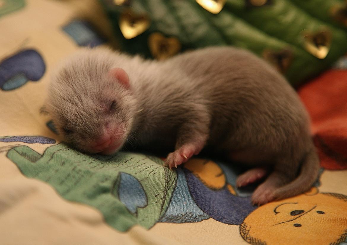 Ilder | Lyon Ferretry's Maserati Chassis billede 15