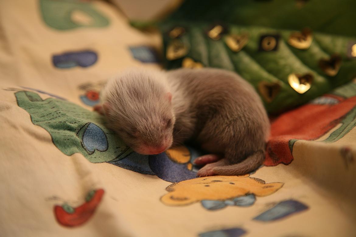 Ilder | Lyon Ferretry's Maserati Chassis billede 16