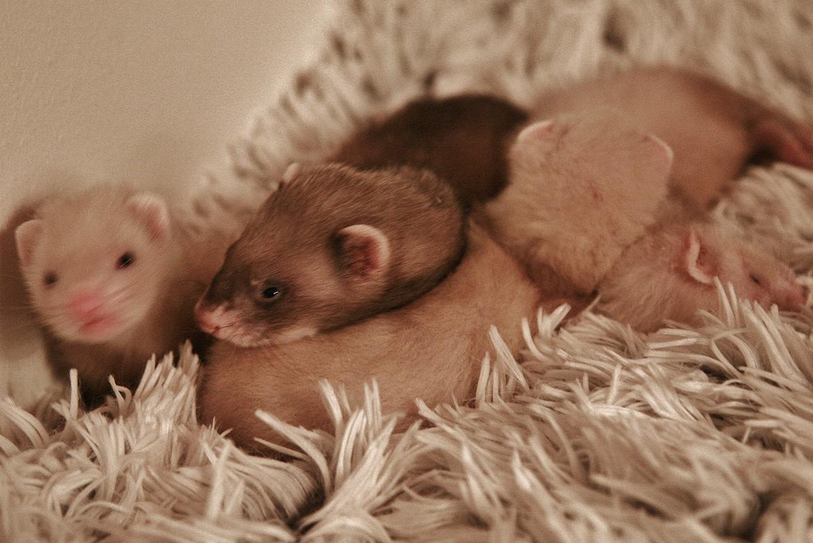 Ilder | Lyon Ferretry's Maserati Chassis billede 2