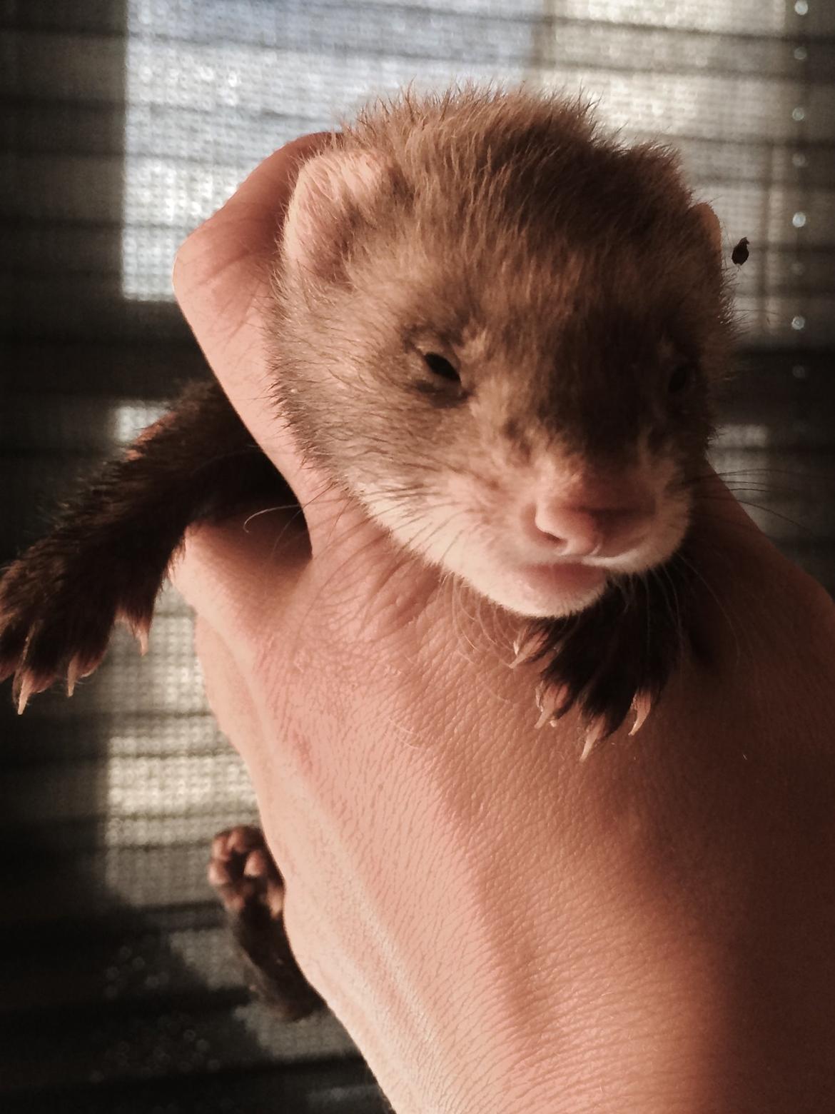 Ilder | Lyon Ferretry's Maserati Chassis billede 17