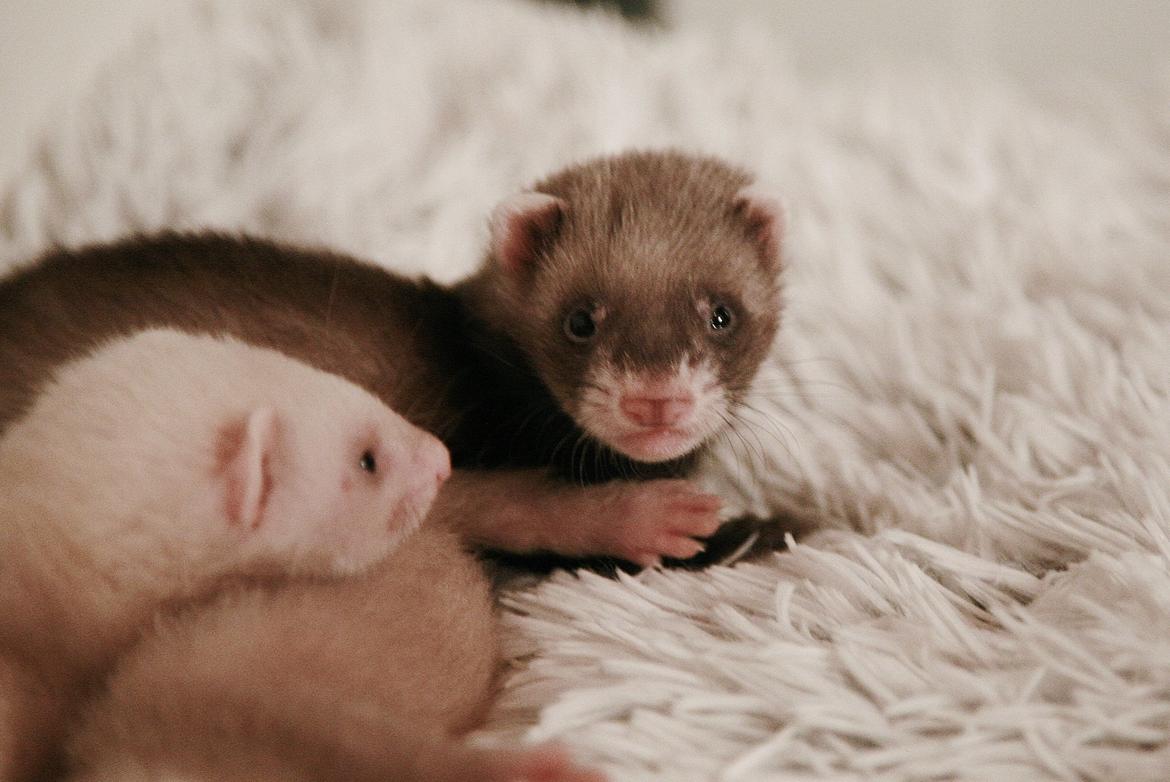 Ilder | Lyon Ferretry's Maserati Chassis billede 1