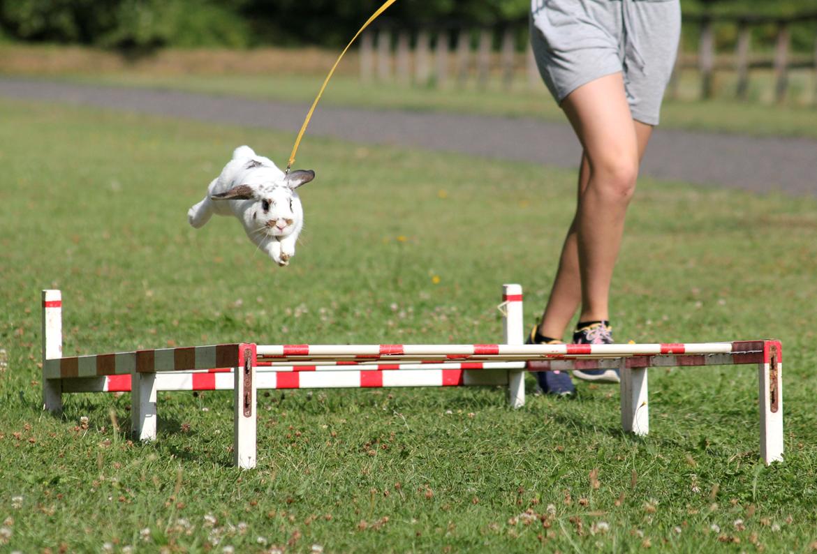 Kanin Winds Giyan billede 6