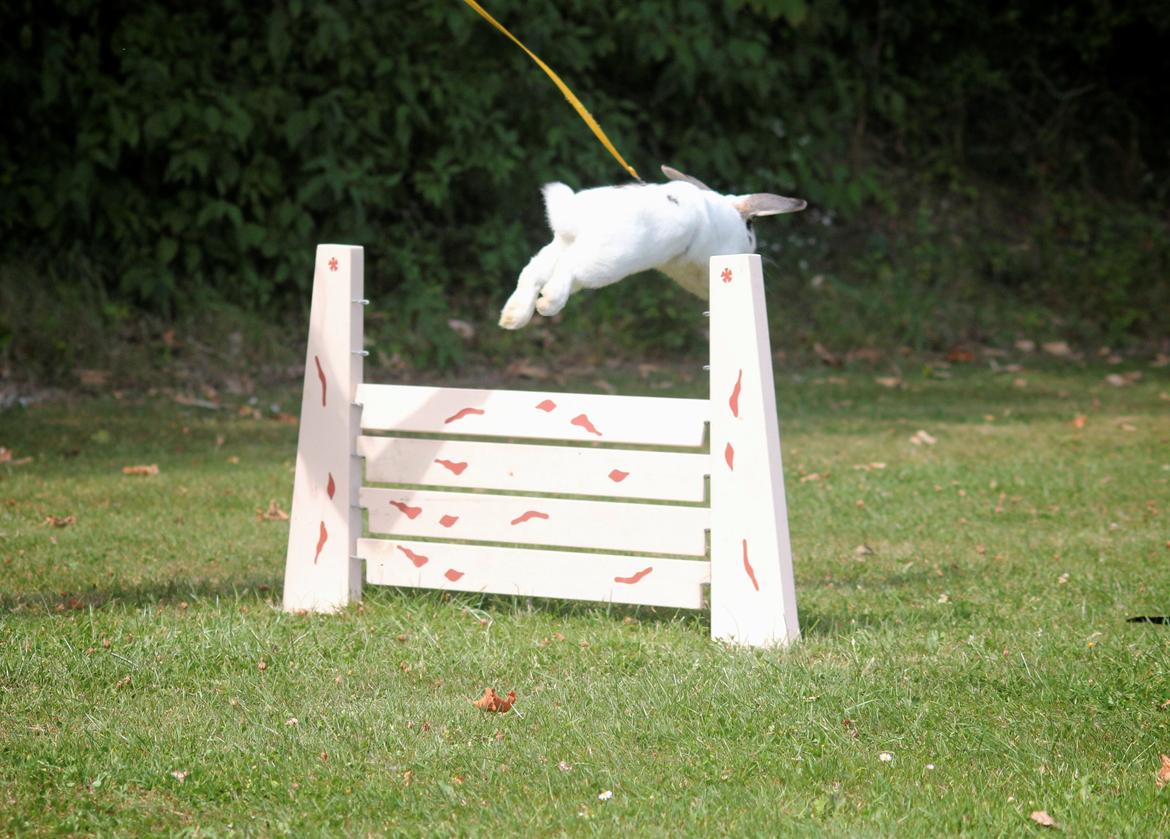 Kanin Winds Giyan billede 3