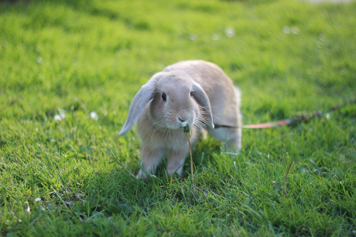 Kanin Winds Kamakiri billede 1