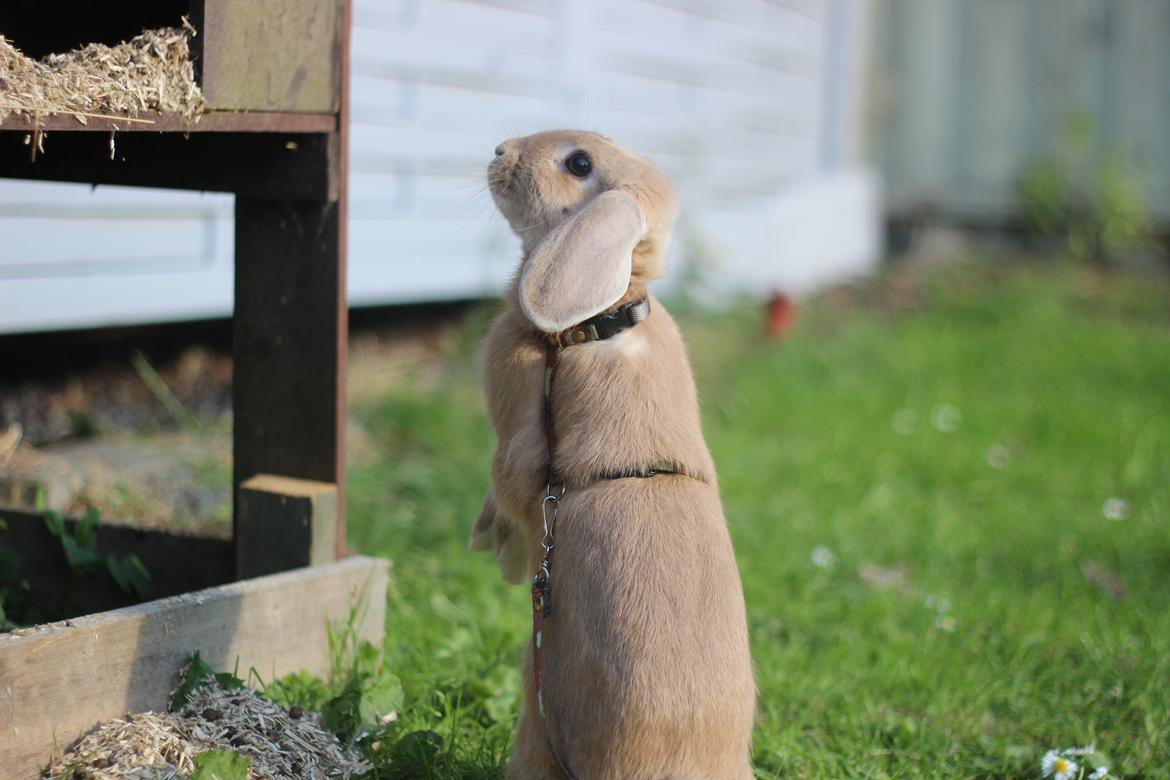 Kanin Winds Kamakiri billede 3