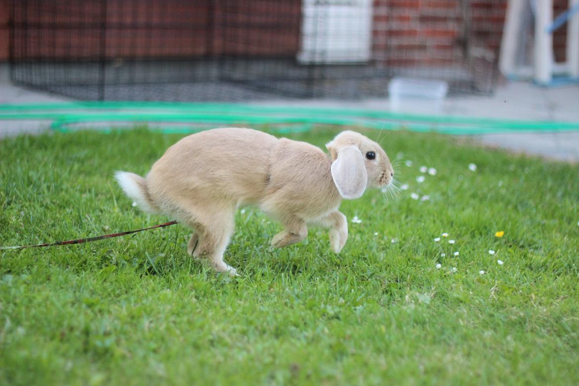 Kanin Winds Kamakiri billede 2