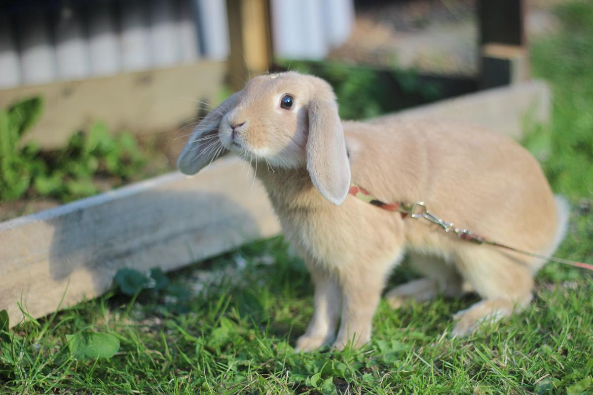 Kanin Winds Kamakiri billede 4