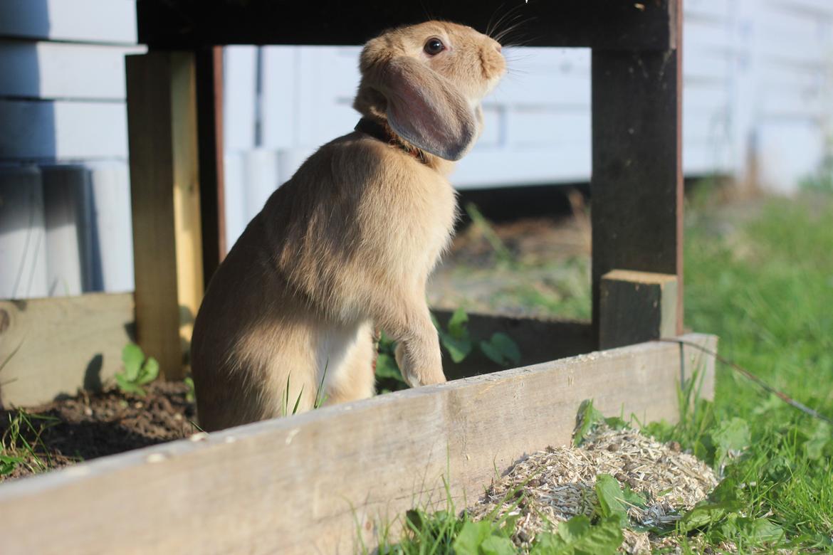 Kanin Winds Kamakiri billede 6