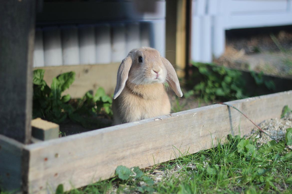 Kanin Winds Kamakiri billede 5