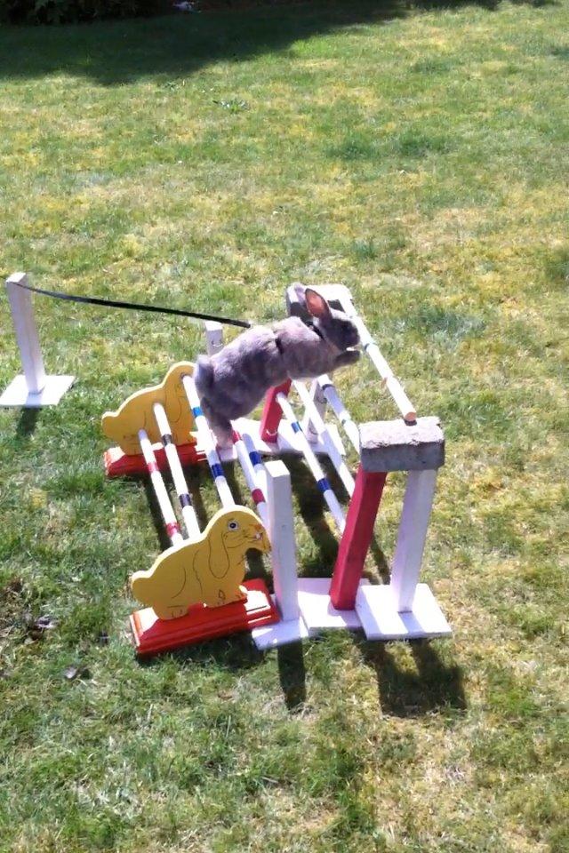 Kanin Skovhytten´s Daisy billede 1