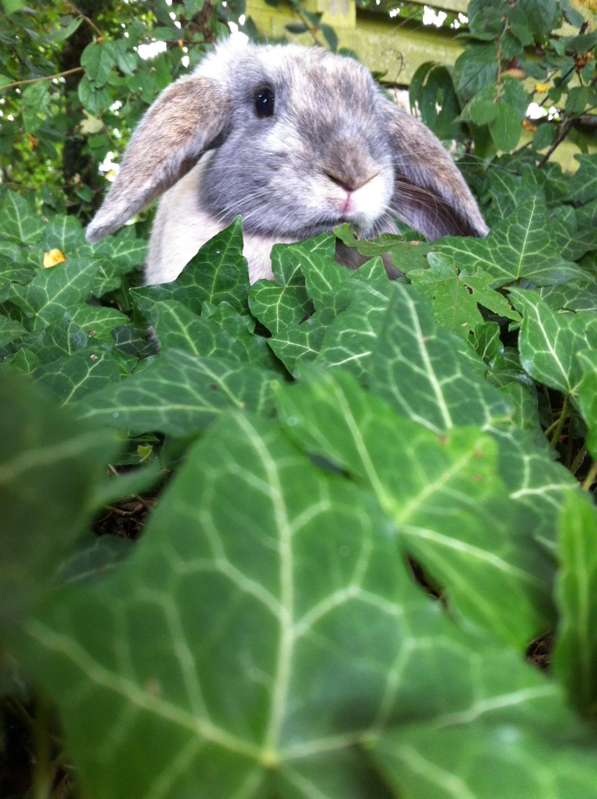 Kanin Skovhytten´s Daisy billede 3