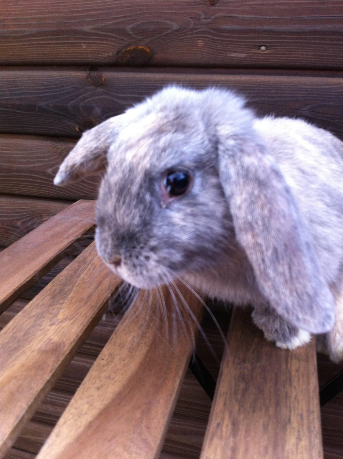 Kanin Skovhytten´s Daisy billede 4