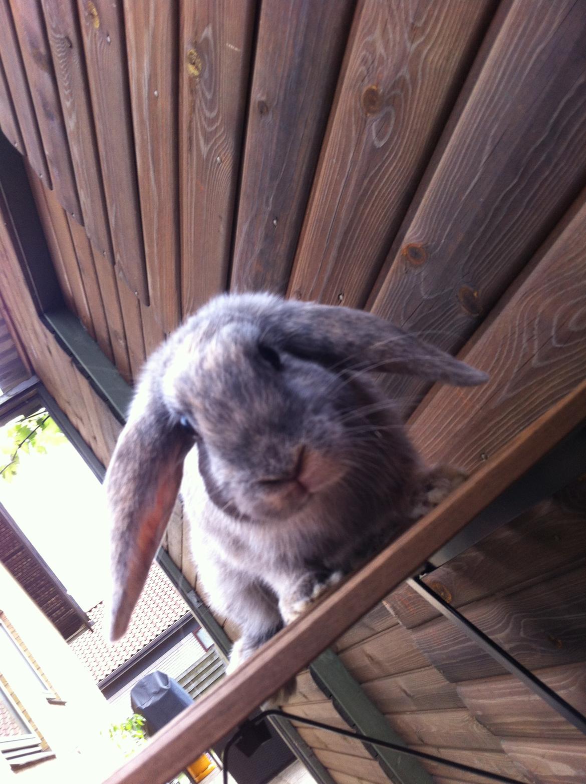 Kanin Skovhytten´s Daisy billede 6