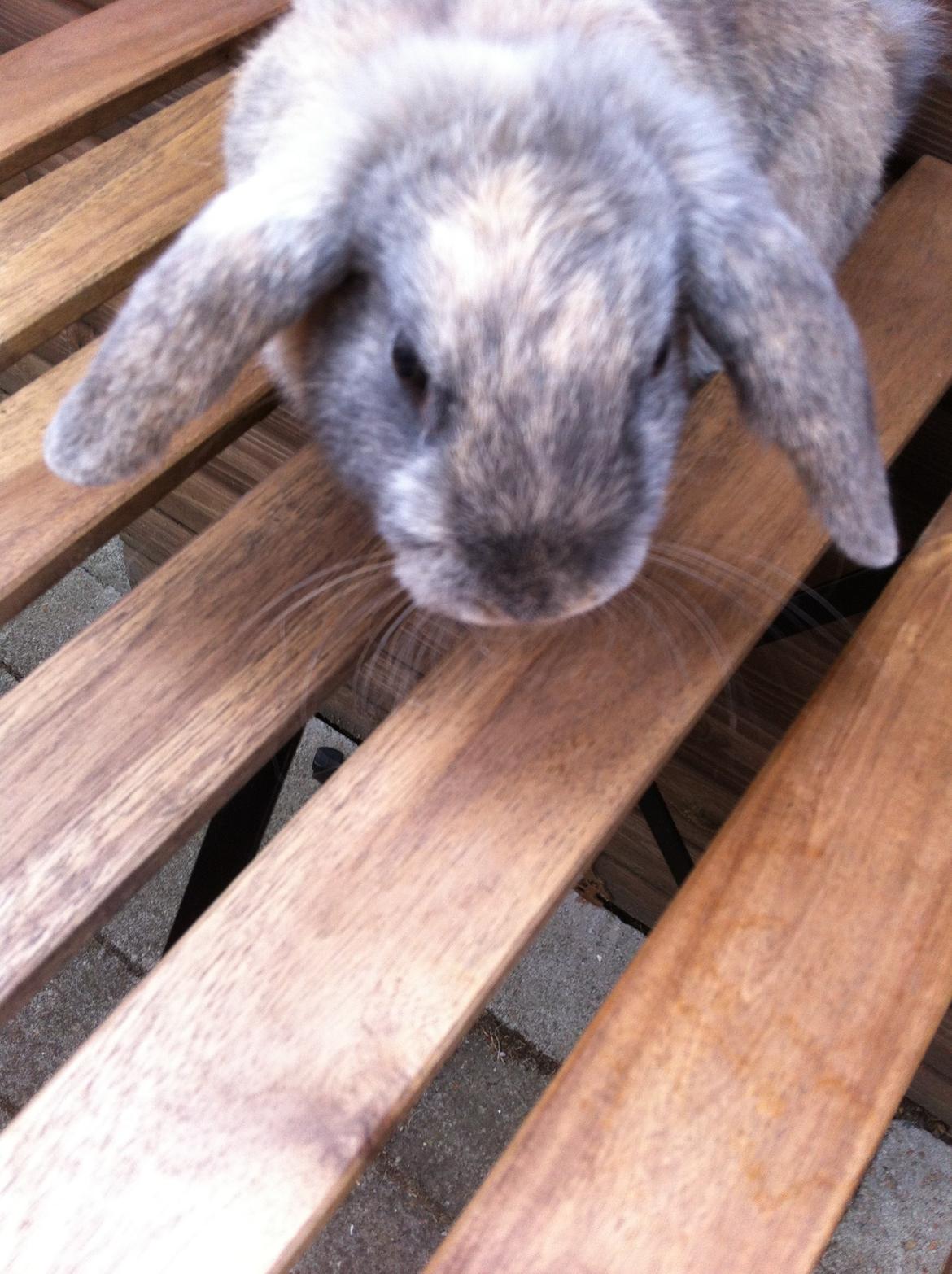 Kanin Skovhytten´s Daisy billede 5