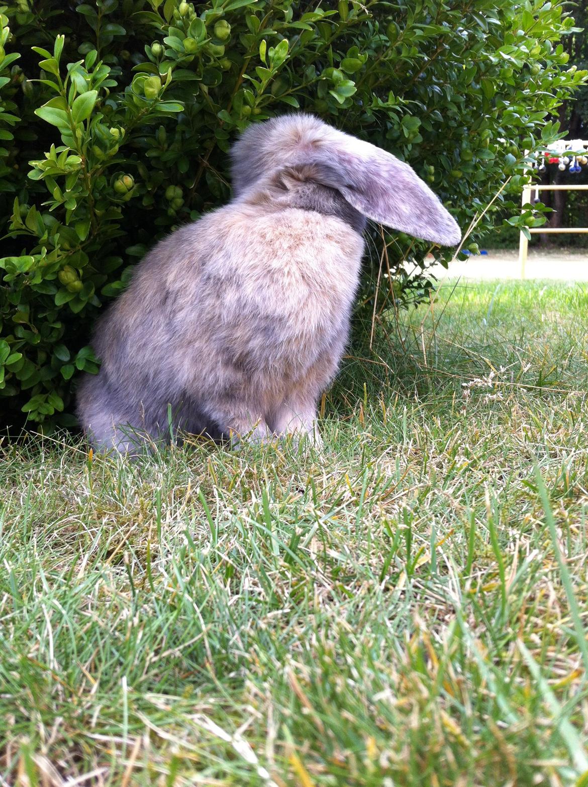 Kanin Skovhytten´s Daisy billede 7