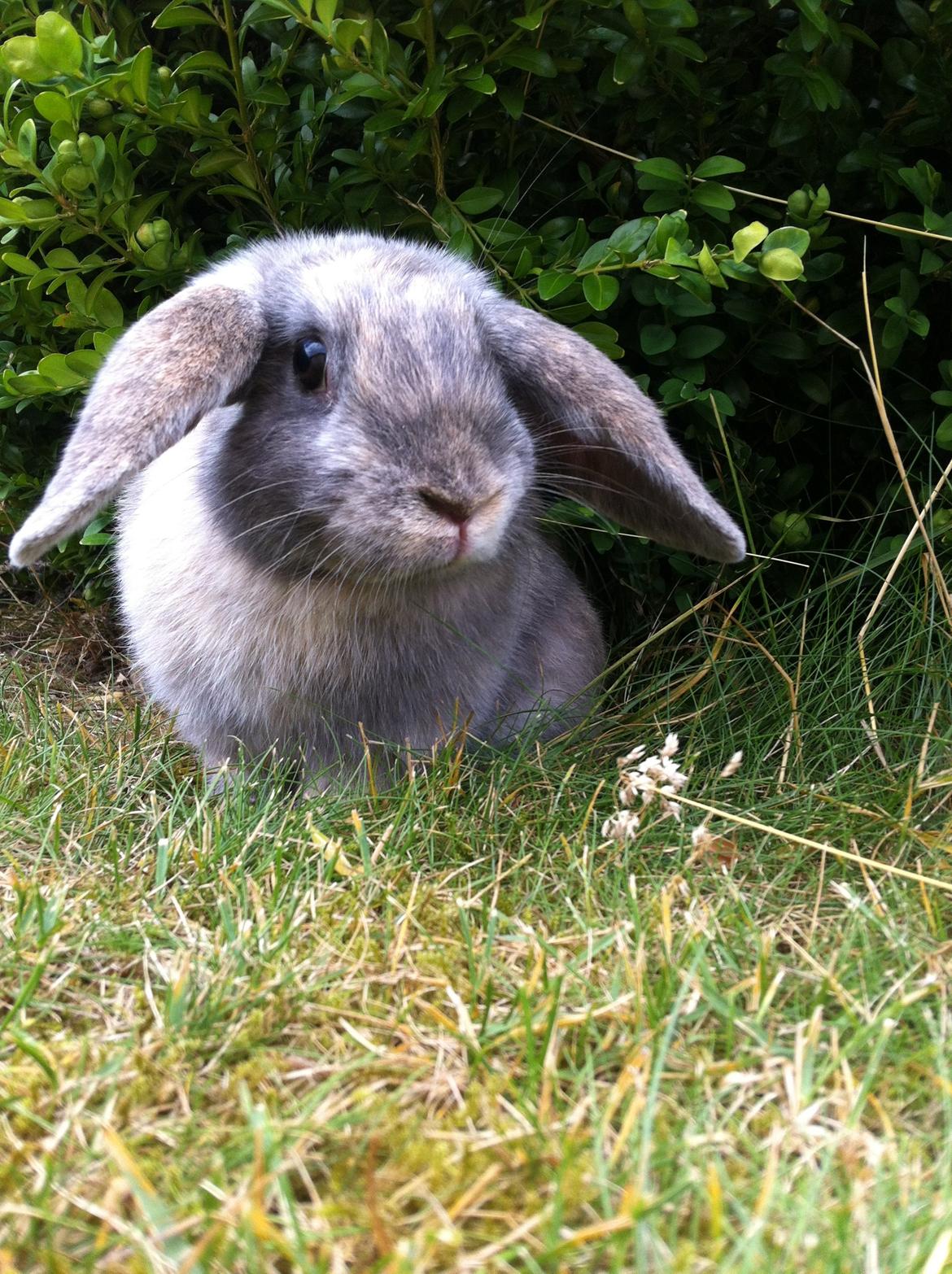 Kanin Skovhytten´s Daisy billede 8