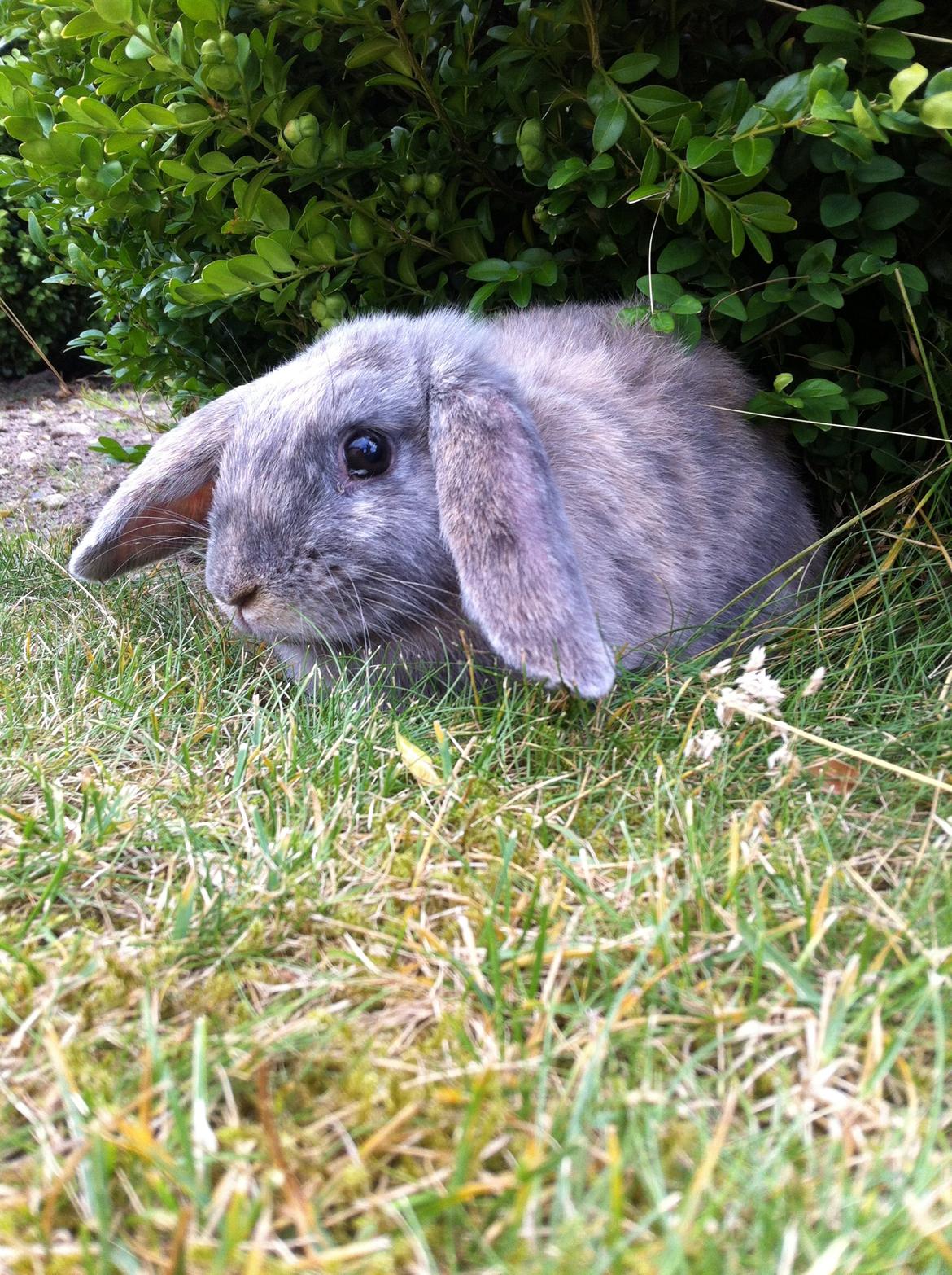 Kanin Skovhytten´s Daisy billede 9