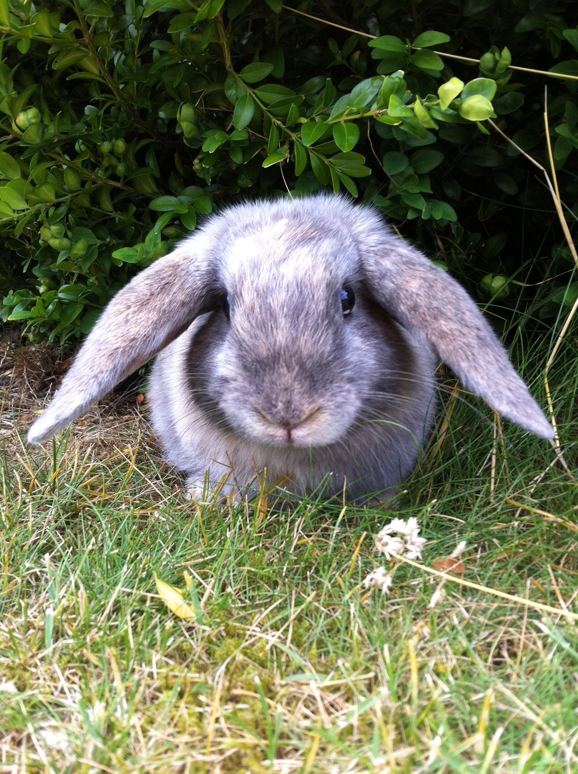 Kanin Skovhytten´s Daisy billede 10