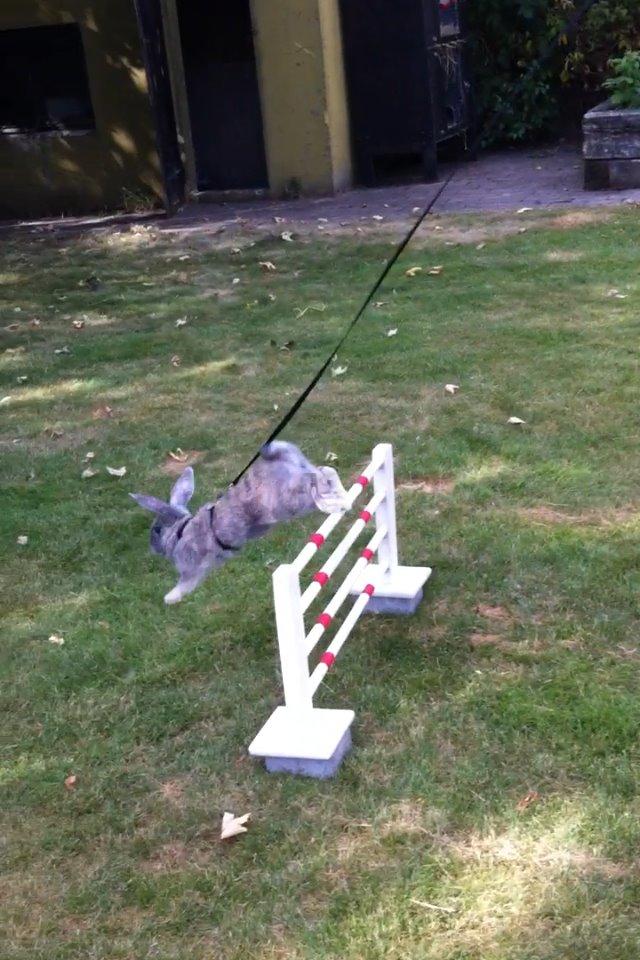 Kanin Skovhytten´s Daisy billede 11