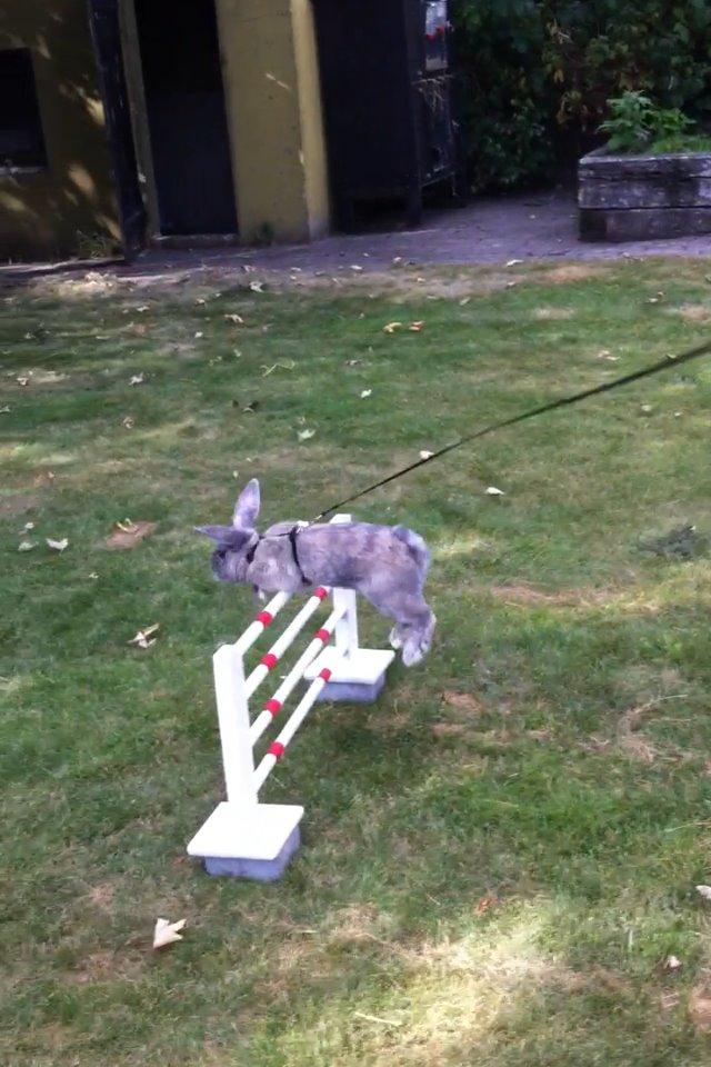 Kanin Skovhytten´s Daisy billede 12