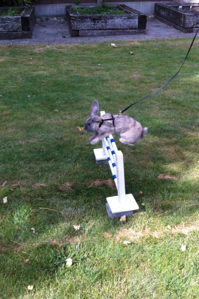 Kanin Skovhytten´s Daisy billede 13