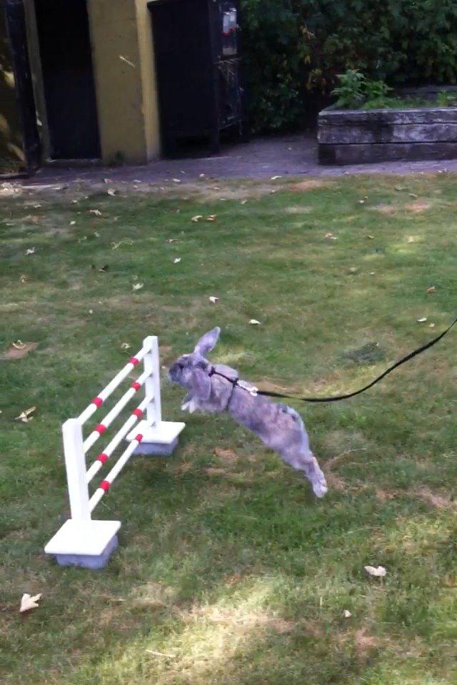 Kanin Skovhytten´s Daisy billede 14