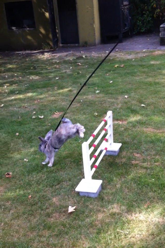 Kanin Skovhytten´s Daisy billede 15