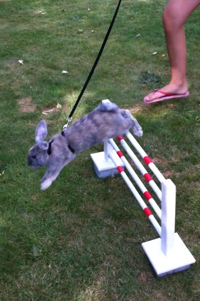 Kanin Skovhytten´s Daisy billede 16