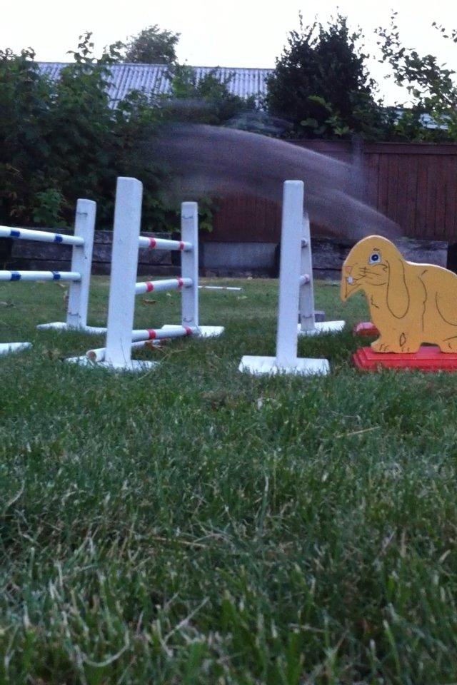 Kanin Skovhytten´s Daisy billede 17