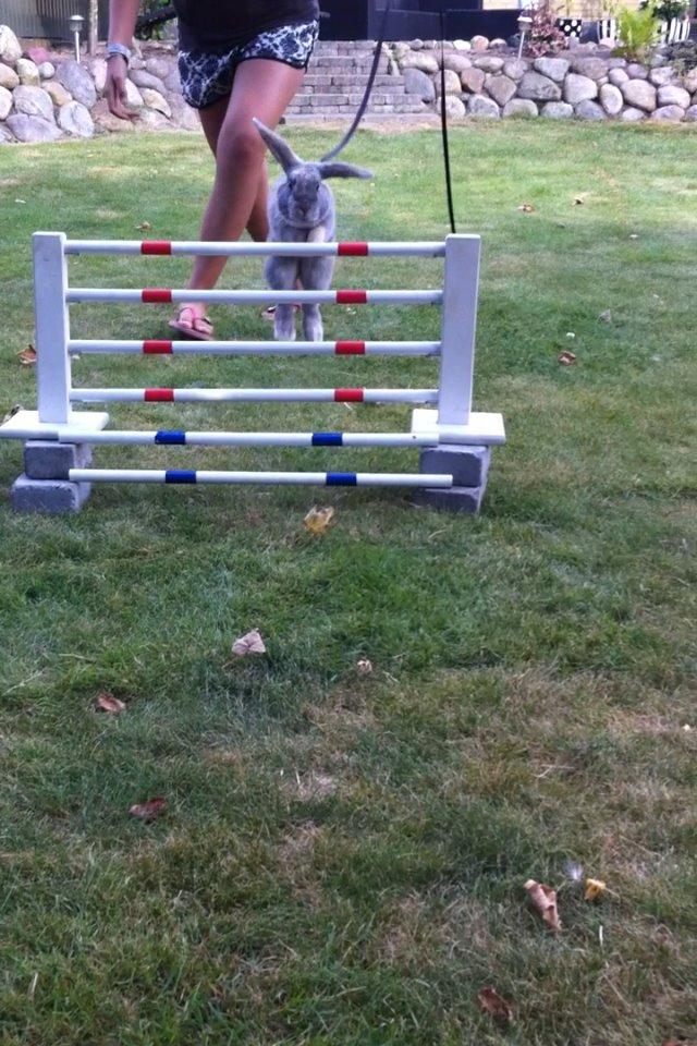 Kanin Skovhytten´s Daisy billede 19