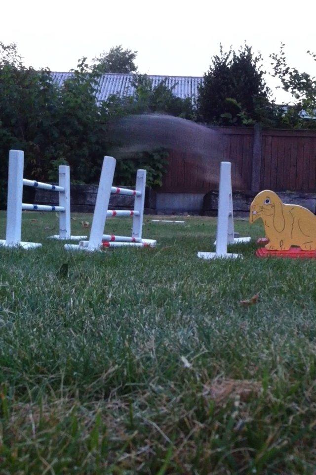 Kanin Skovhytten´s Daisy billede 20