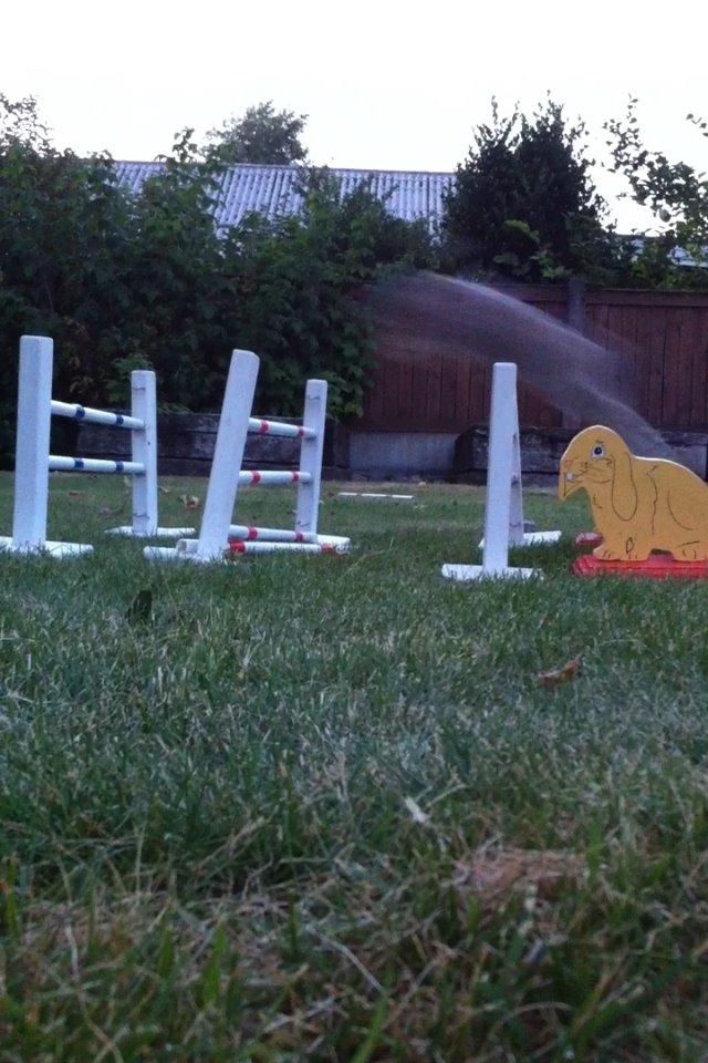 Kanin Skovhytten´s Daisy billede 21