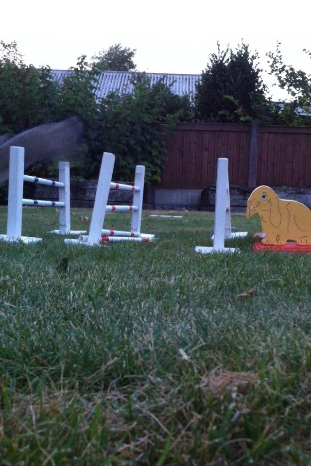 Kanin Skovhytten´s Daisy billede 22