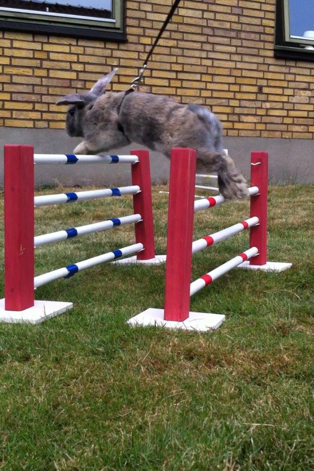 Kanin Skovhytten´s Daisy billede 24