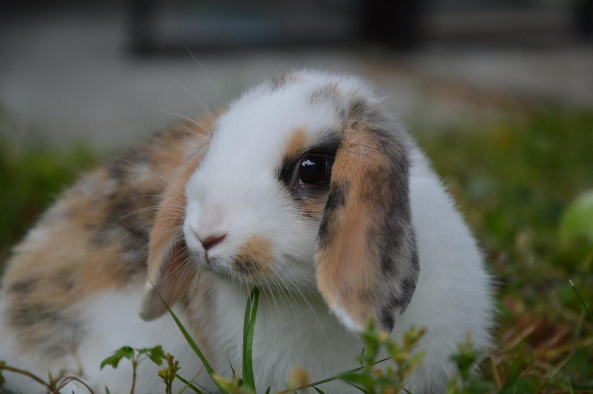 Kanin Pletvangs W for Wendetta - Pletvangs W for Wendetta billede 1