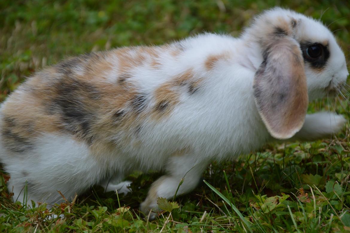 Kanin Pletvangs W for Wendetta billede 8