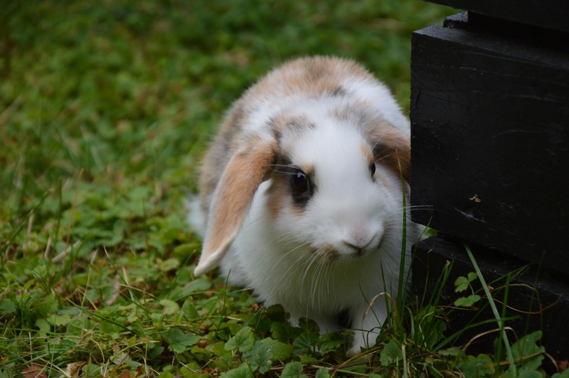 Kanin Pletvangs W for Wendetta billede 12