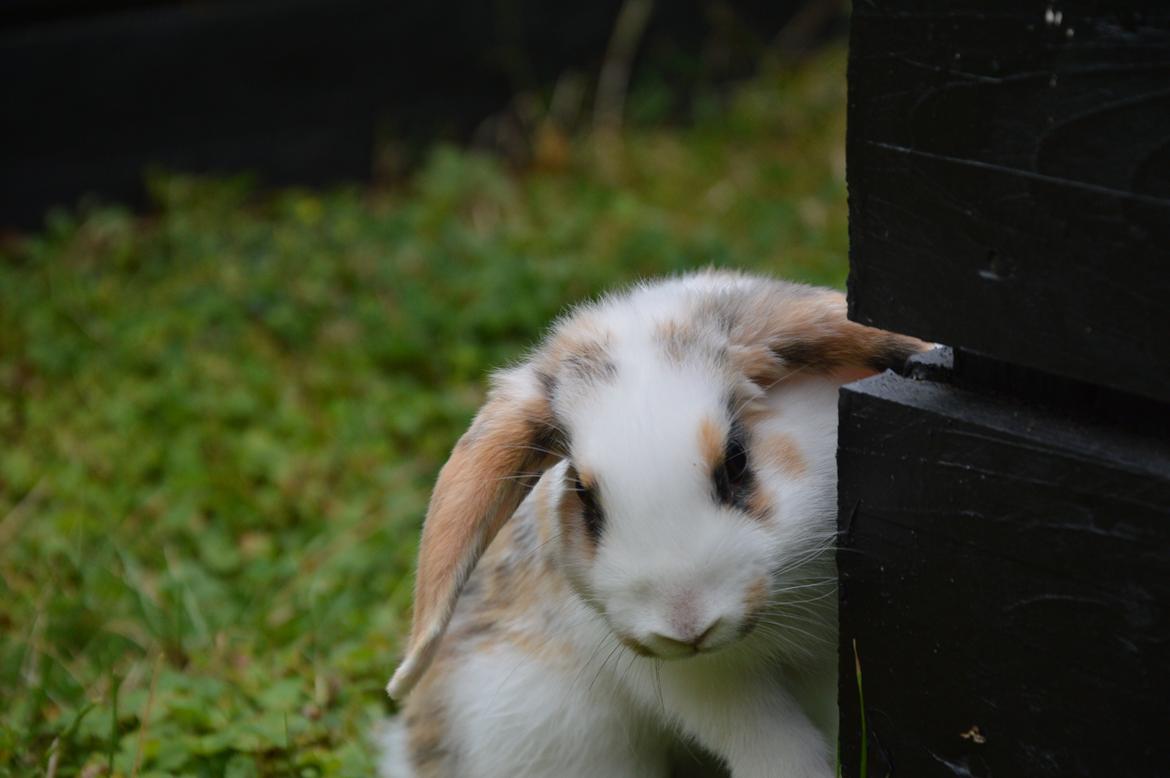 Kanin Pletvangs W for Wendetta billede 10