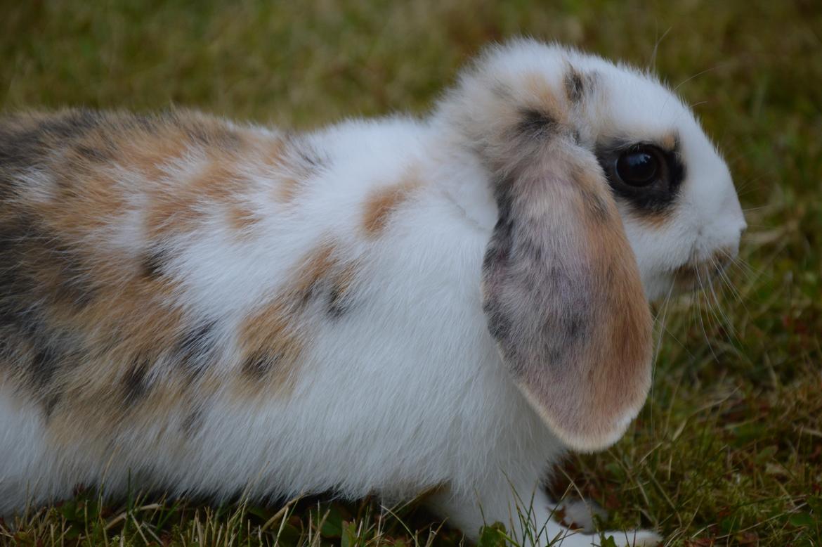 Kanin Pletvangs W for Wendetta billede 21