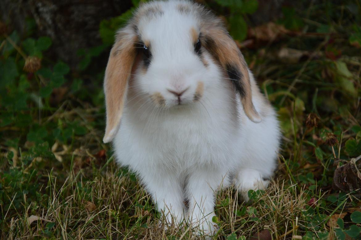 Kanin Pletvangs W for Wendetta billede 31