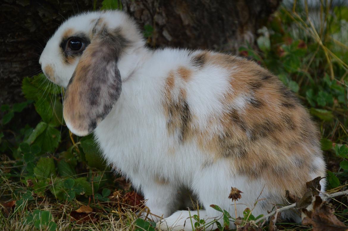 Kanin Pletvangs W for Wendetta billede 33